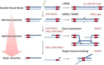 Moving Mountains—The BRCA1 Promotion of DNA Resection